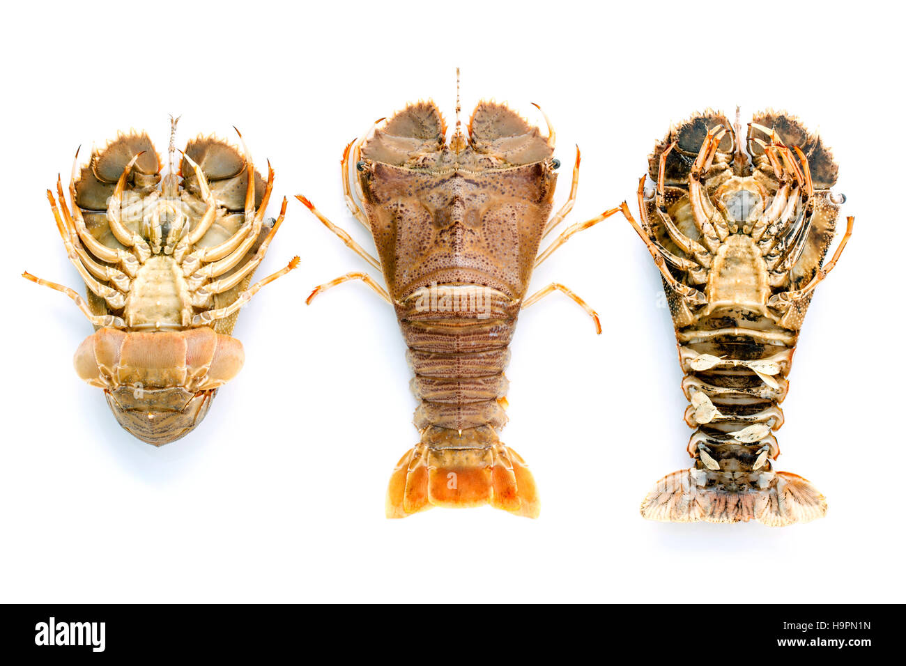 Flathead lobster, Lobster Moreton Bay bug, Oriental flathead lob Stock ...