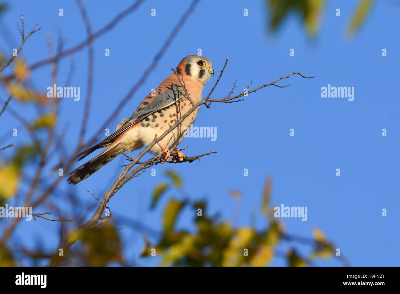 American Kestrel or sparrow hawk perched upright on a branch scanning for prey Stock Photo