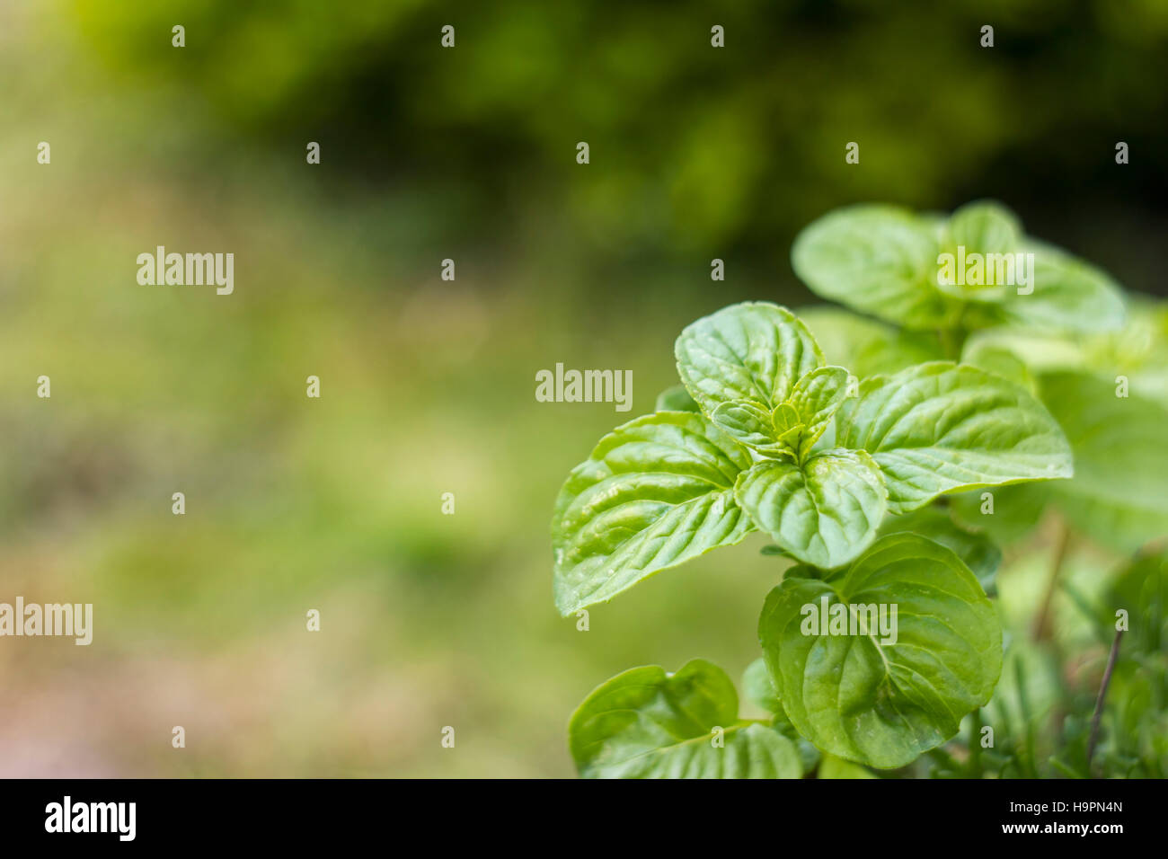 Garden mint plant spearmint hi-res stock photography and images - Alamy