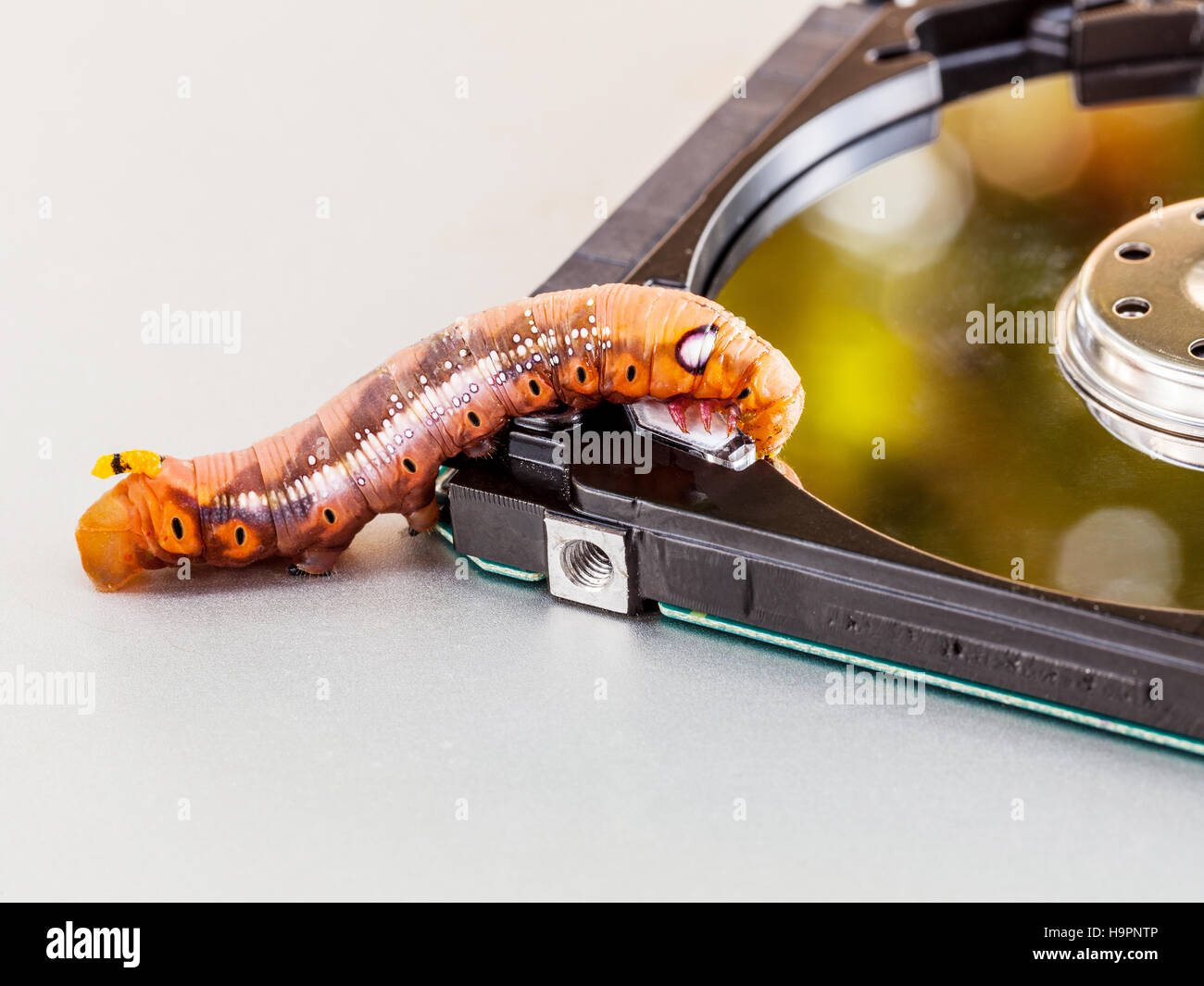 Malicious computer worm . - Concept for data security. Stock Photo