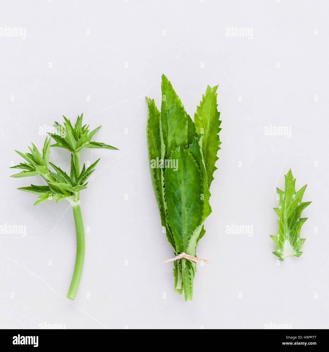 Culantro, Long coriander, Sawtooth coriander the herbs for seaso Stock Photo