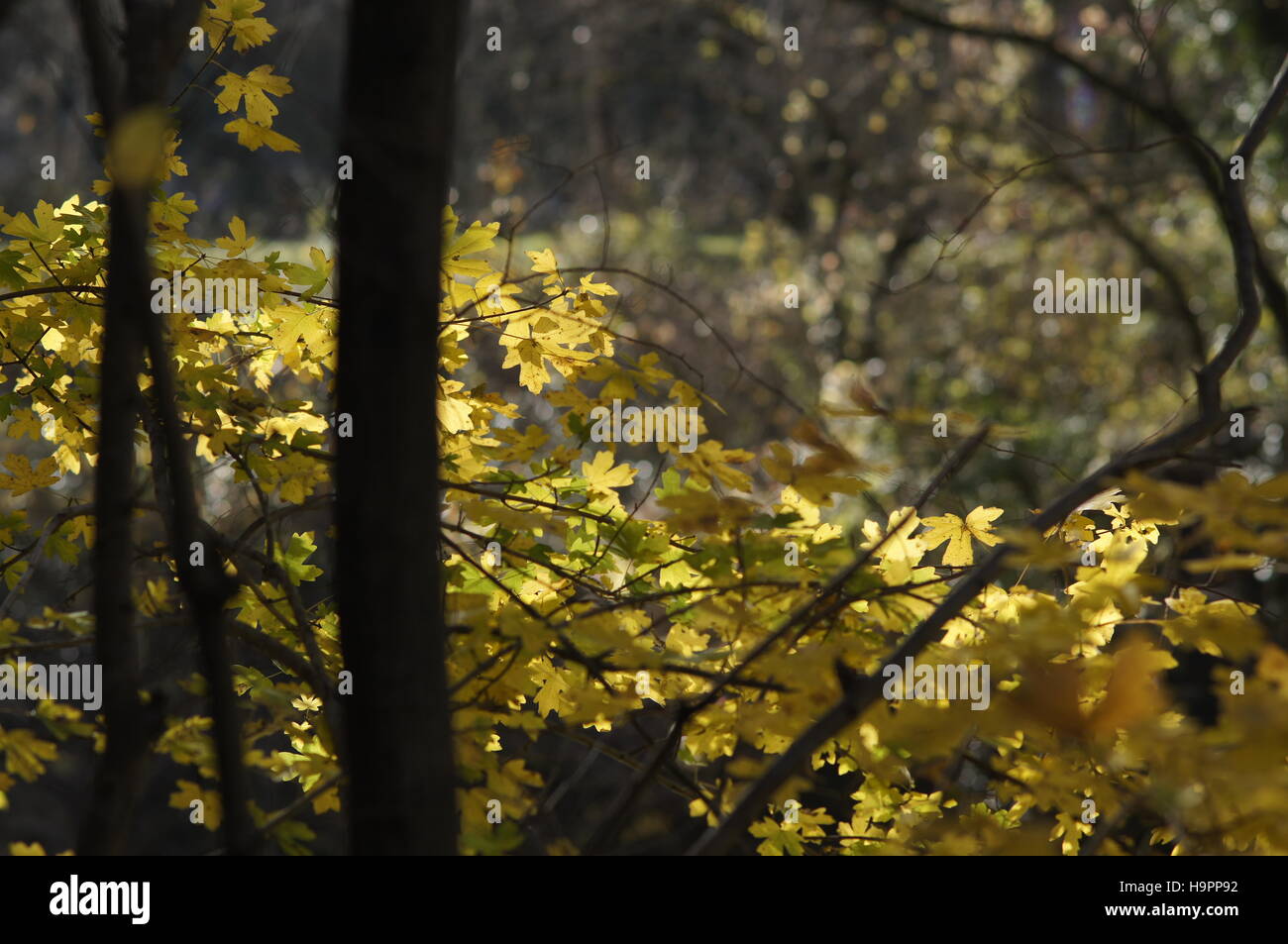 Sunny nature background with autumn yellow tree branches. The golden ...
