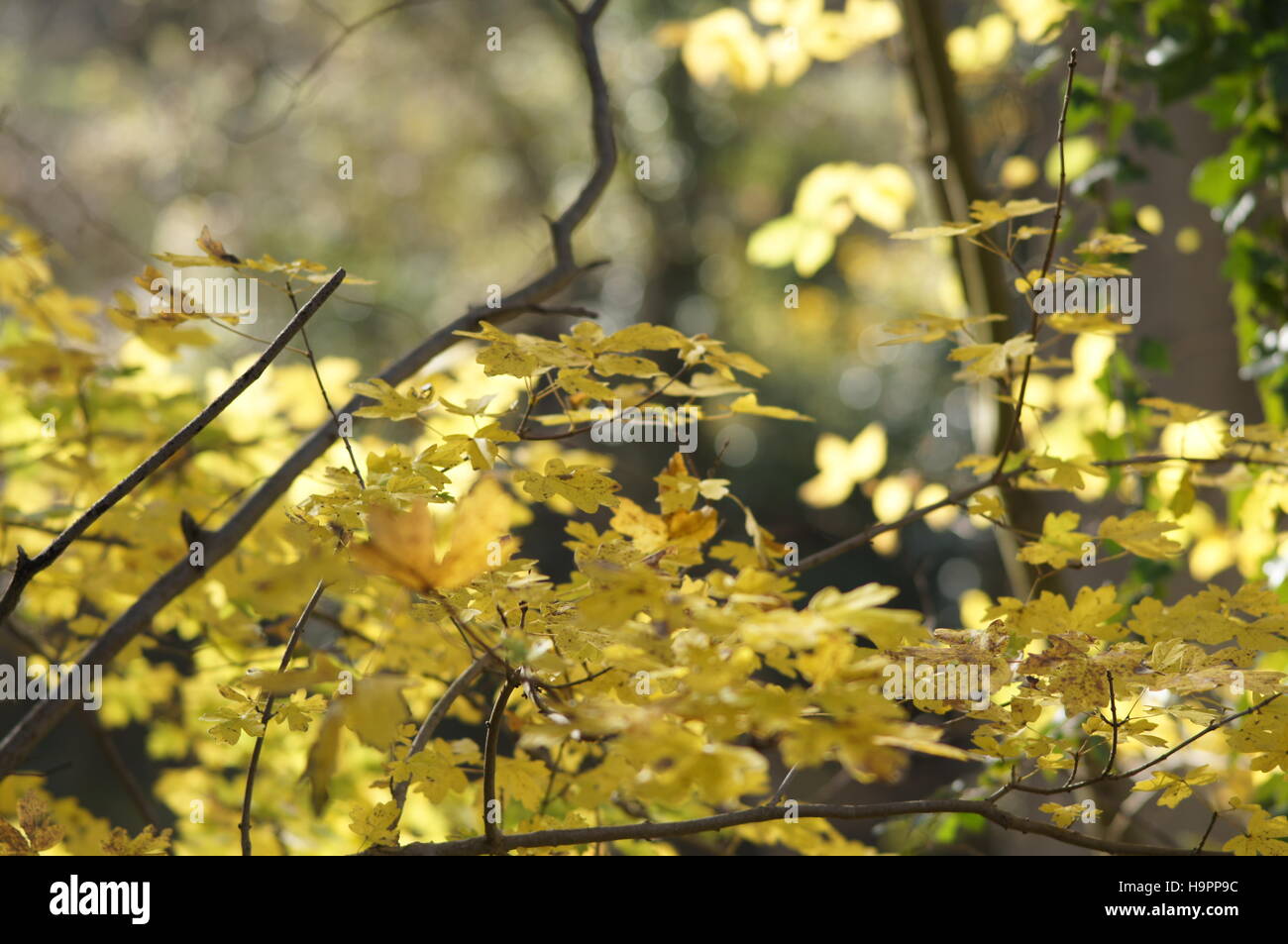 Sunny nature background with autumn yellow tree branches. The golden ...