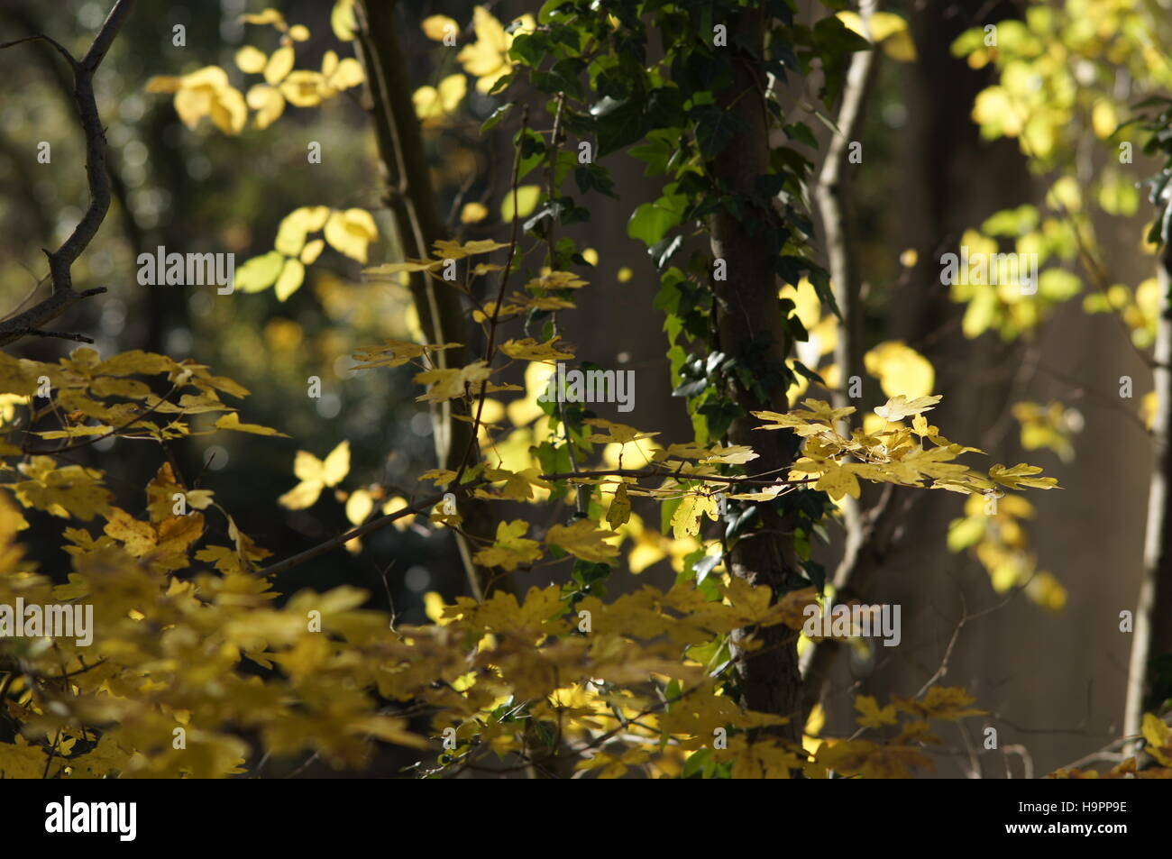 Sunny nature background with autumn yellow tree branches. The golden ...