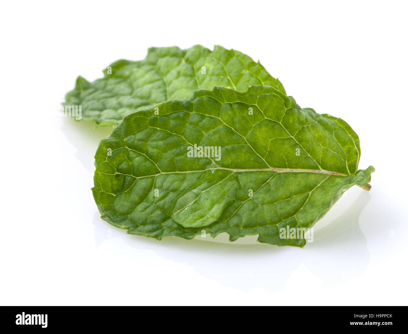 Close up Green mint leavs with water drop isolate on white backg Stock Photo
