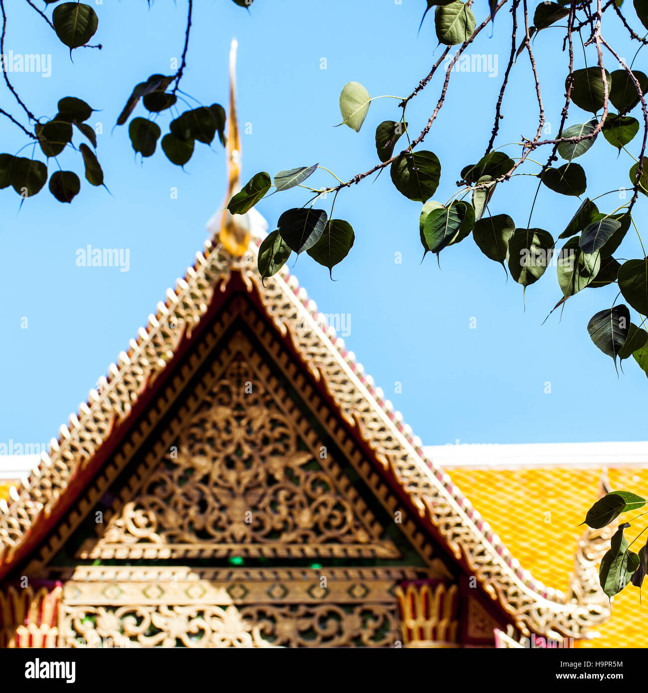 Sacred fig leaves with the temple background. Stock Photo