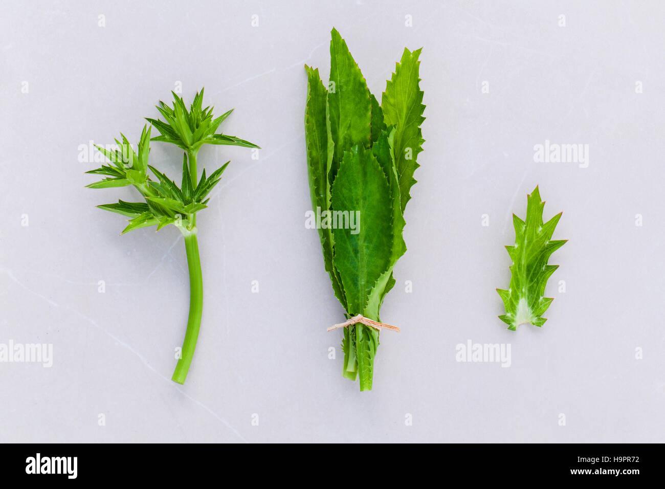 Culantro, Long coriander, Sawtooth coriander the herbs for seaso Stock