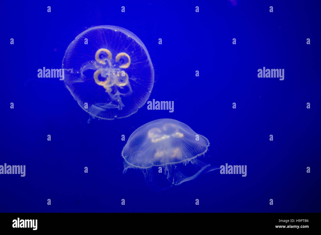 couple of swimming jellyfish in blue water Stock Photo - Alamy