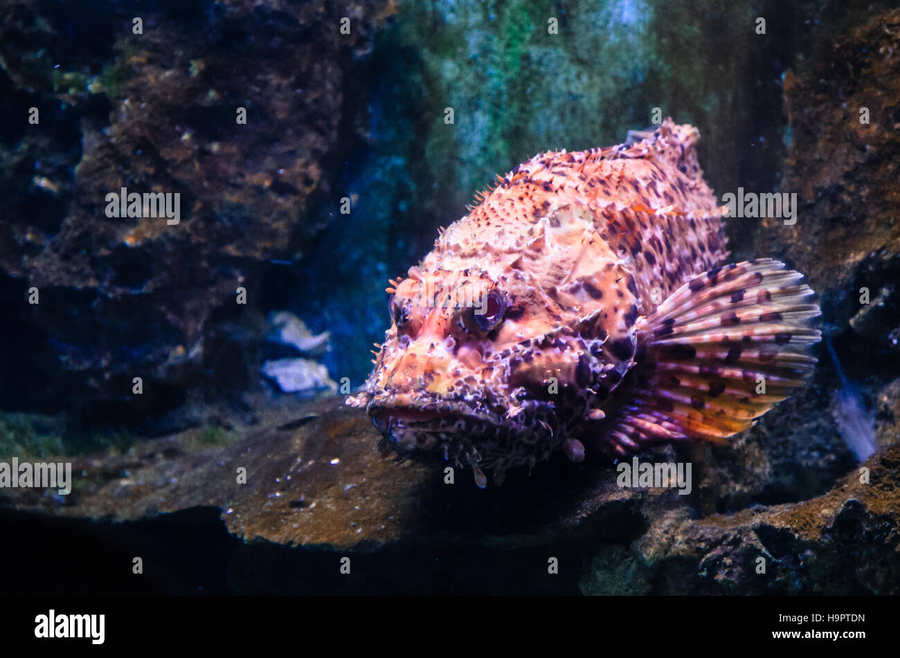 red hidfish in the watertank Stock Photo