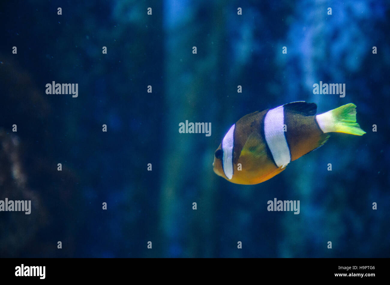 colorful white orange clownfish swimming in blue water in fishtank