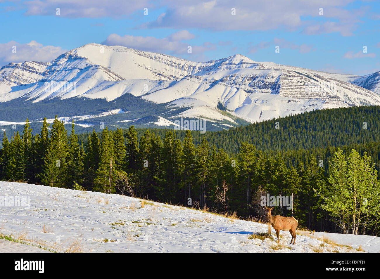 The rocky mountains of Alberta Canada white with a covering of fresh spring snow Stock Photo