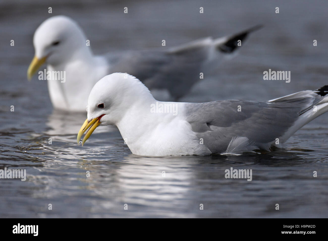 Black-legged kittiwakes (Rissa tridactyla) swimming and picking up food from water's surface at sea Stock Photo