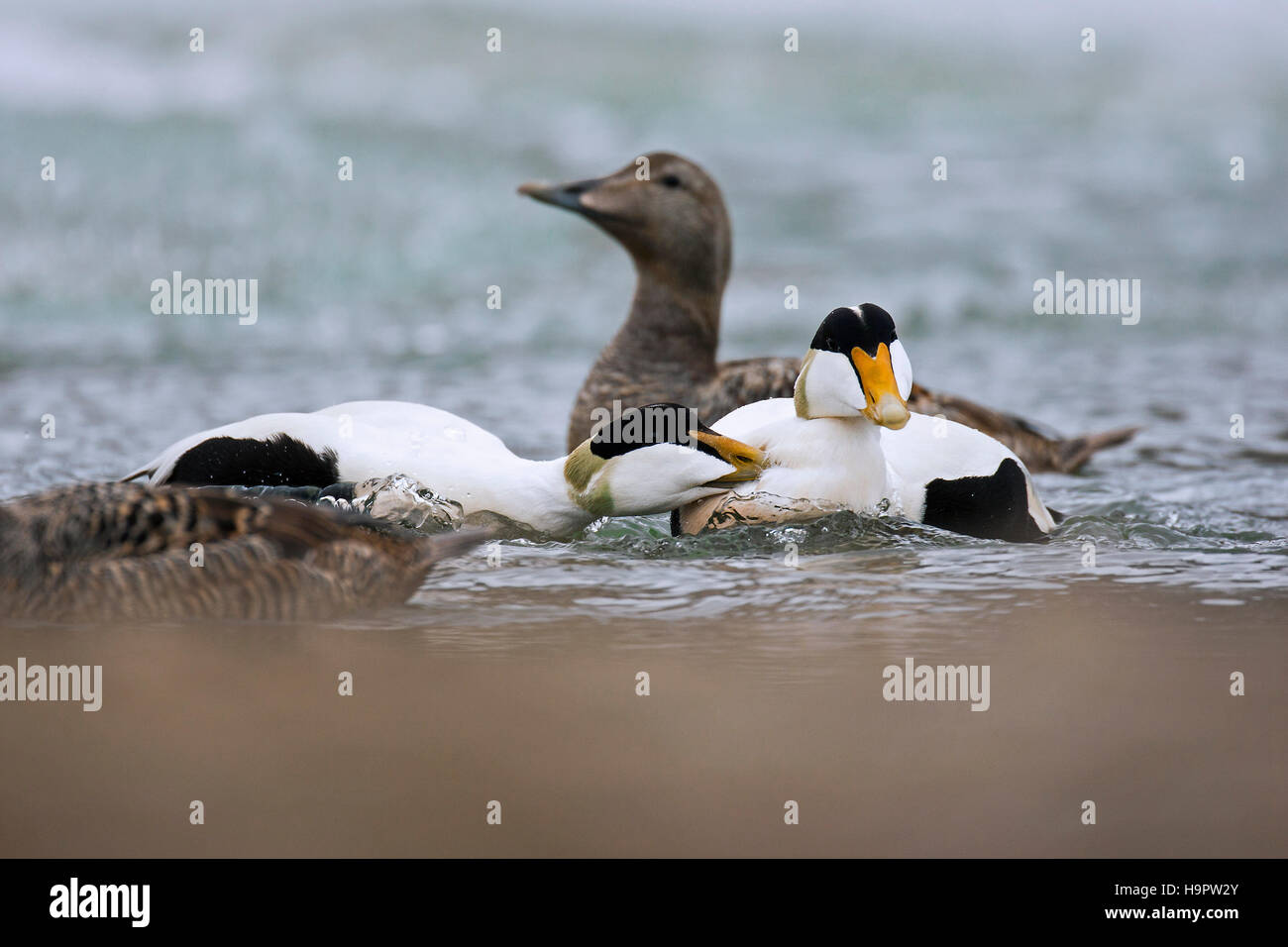 Common eider (Somateria mollissima) males in spring plumage fighting in lake on tundra Stock Photo