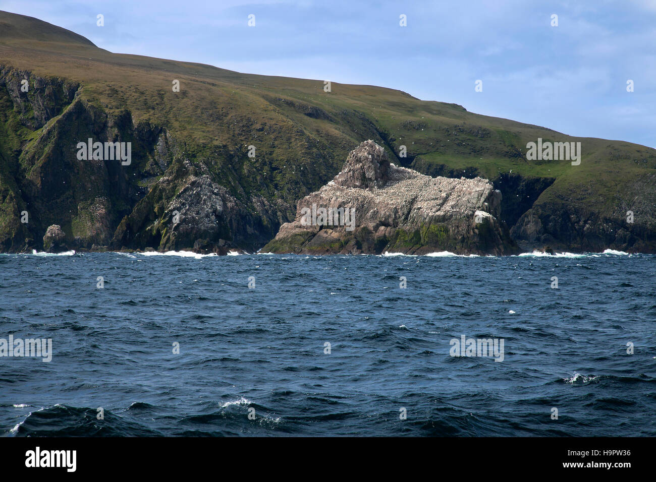 Gannetry, breeding colony of Northern gannets (Morus bassanus / Sula bassana) on Outer Stack, Fair Isle, Shetland, Scotland Stock Photo