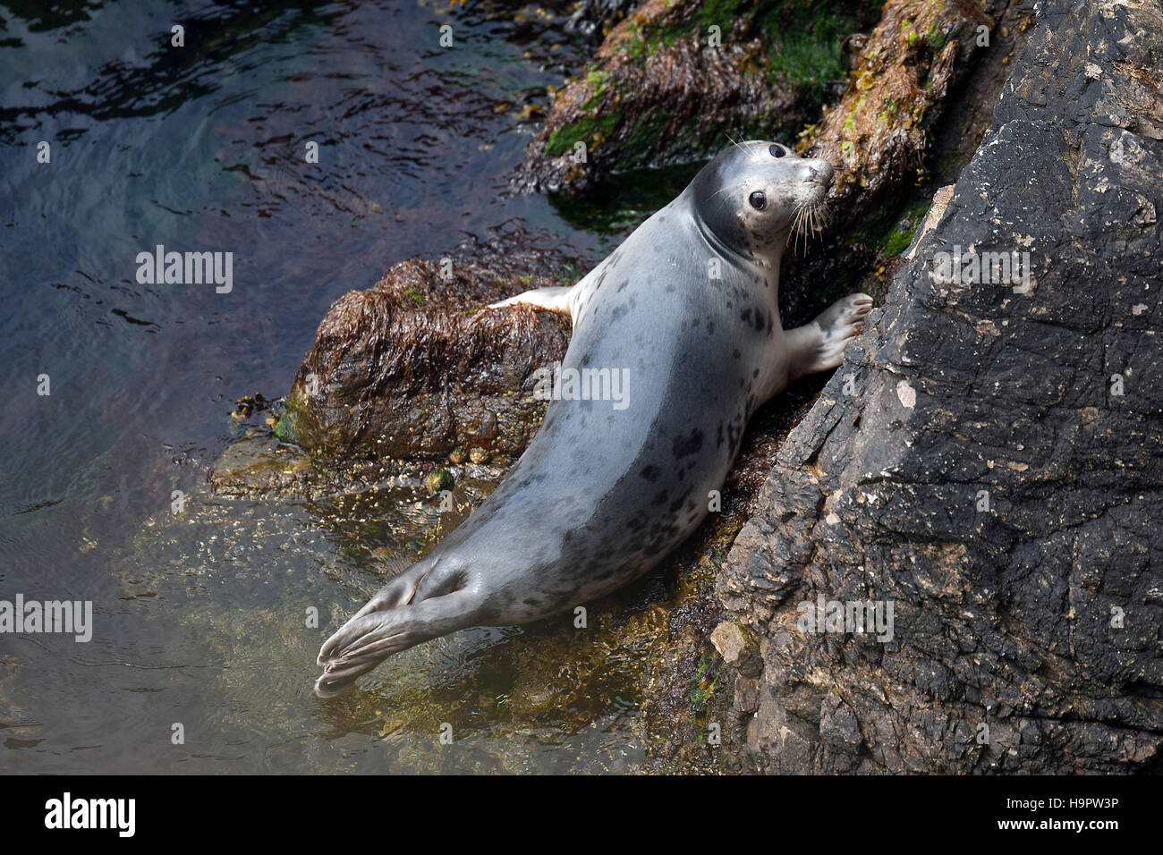 Common seal / harbor seal / harbour seal (Phoca vitulina) juvenile resting on rock at base of sea cliff Stock Photo