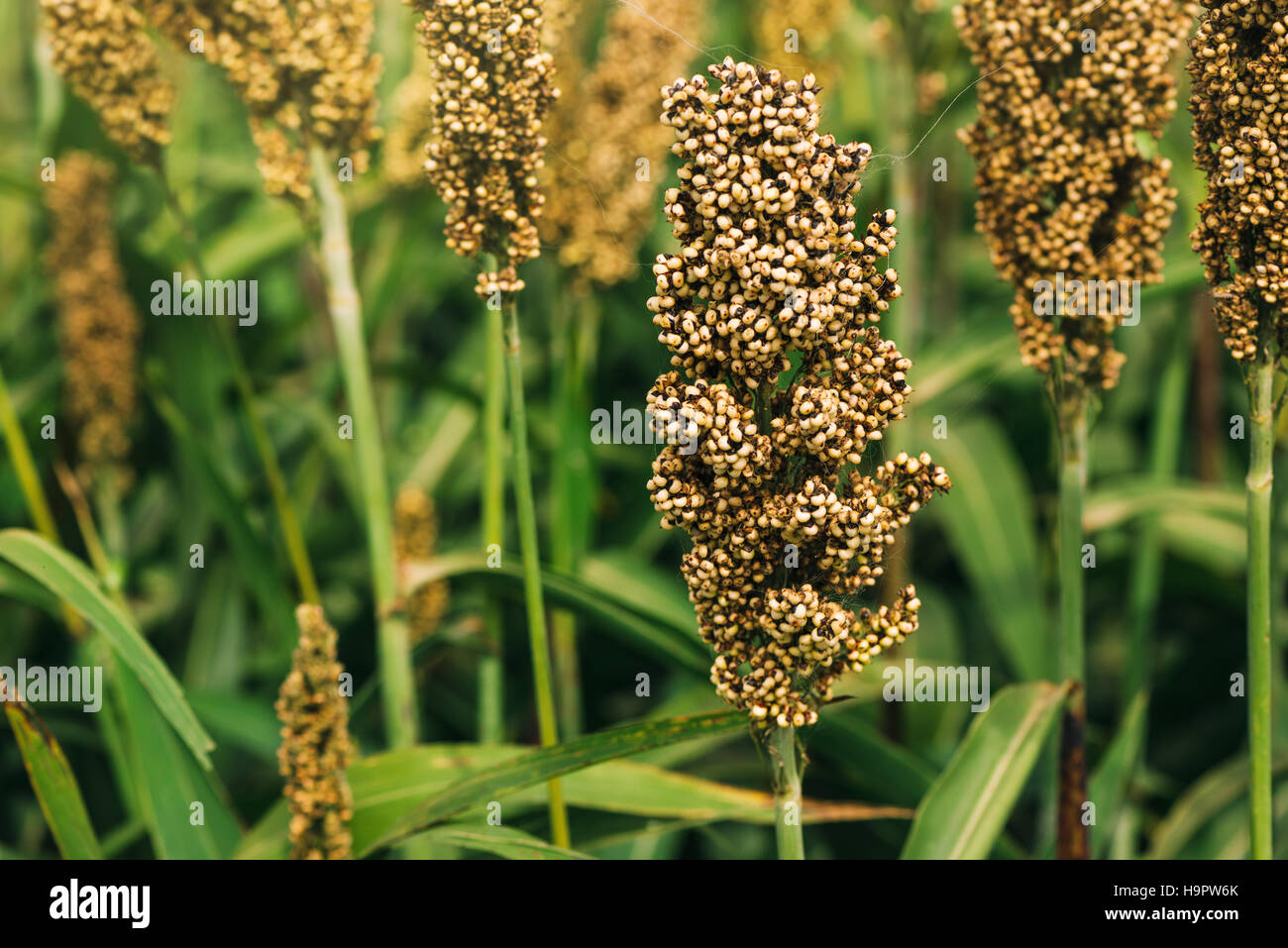 Cultivated field, an important cereal crop worldwide Stock