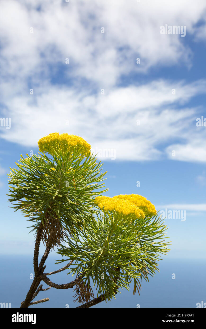 Yellow flowers of  Metalasia Massonii, an African flowering plant, part of the Fynbos shrubland, Cape Town, South Africa Stock Photo
