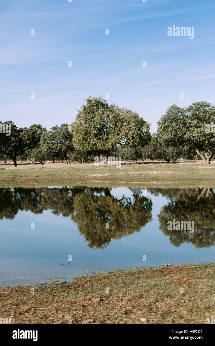 Beautiful scenery of the banks of a river with oak trees reflected in ...