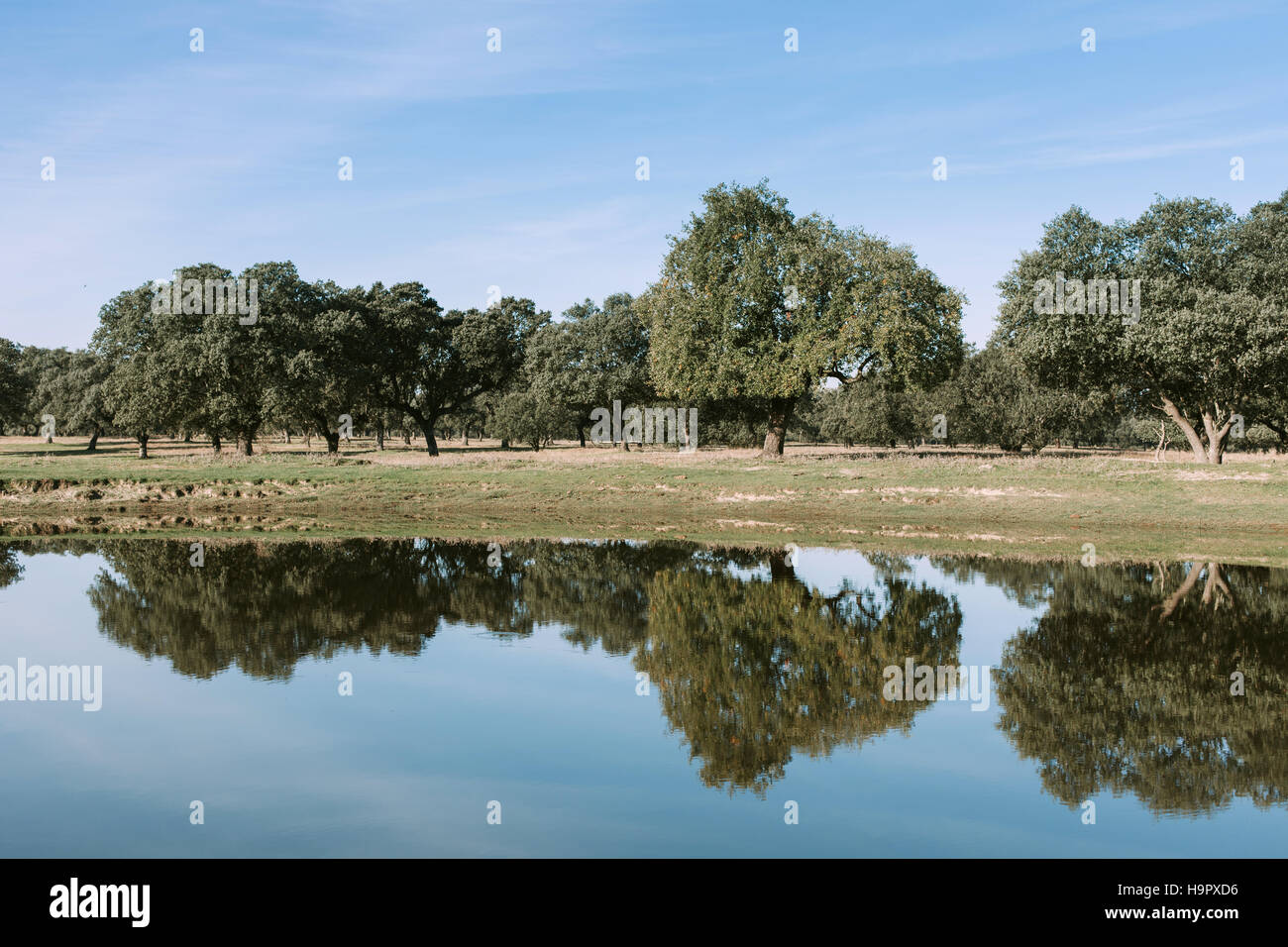 Beautiful scenery of the banks of a river with oak trees reflected in ...