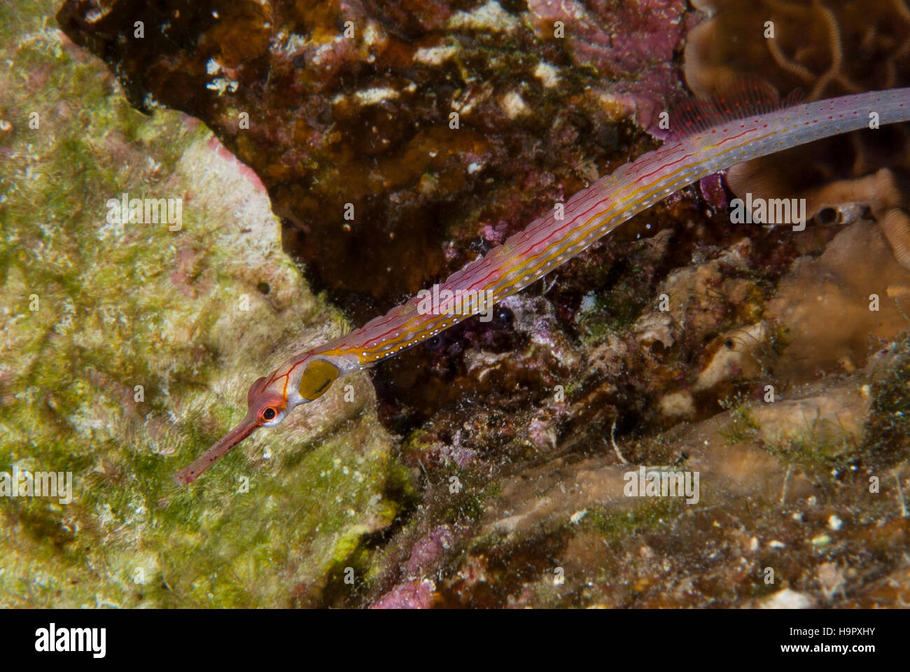 Schultz's pipefish (Corythoichthys schultzi), Syngnathidae, Sharm el-Sheikh, Red Sea, Egypt Stock Photo