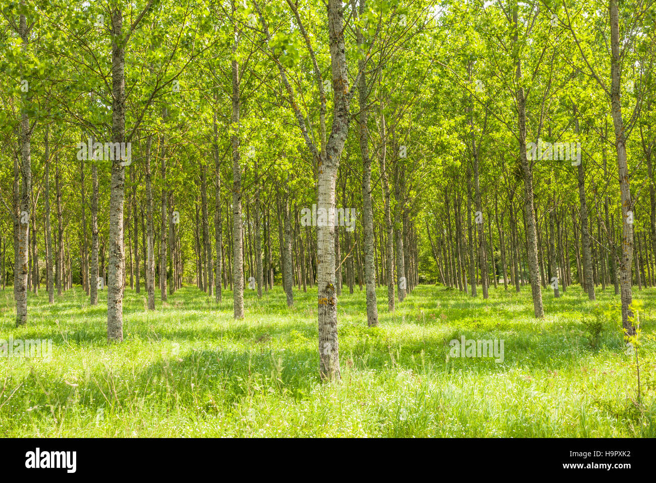 Trees near Fontaines-en-Sologne, Loir-et-Cher, Centre, France. Stock Photo