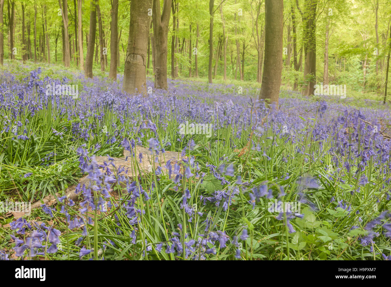 West Woods, Wiltshire, England, UK. Stock Photo