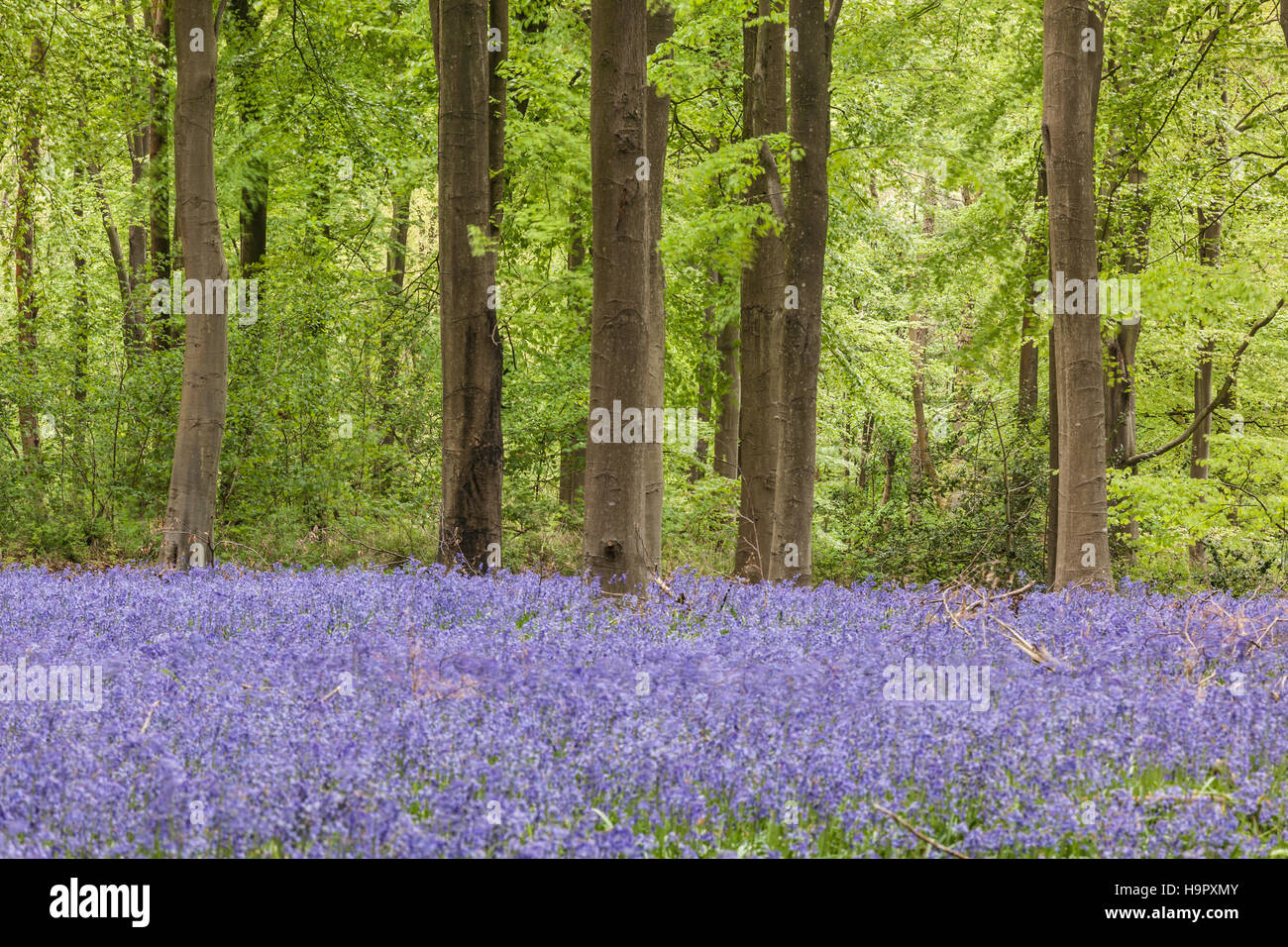 Bluebells amongst the beech trees of West woods, Wiltshire. Stock Photo