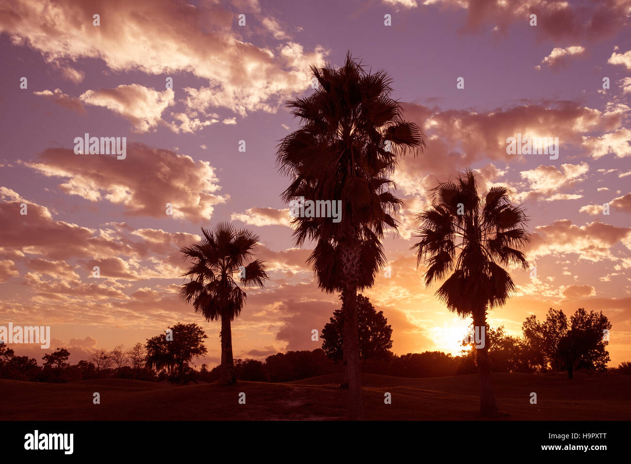 Sun setting through palm trees hi-res stock photography and images - Alamy