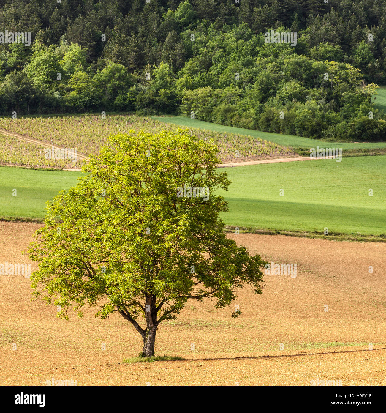 A single tree in Burgundy, France Stock Photo Alamy