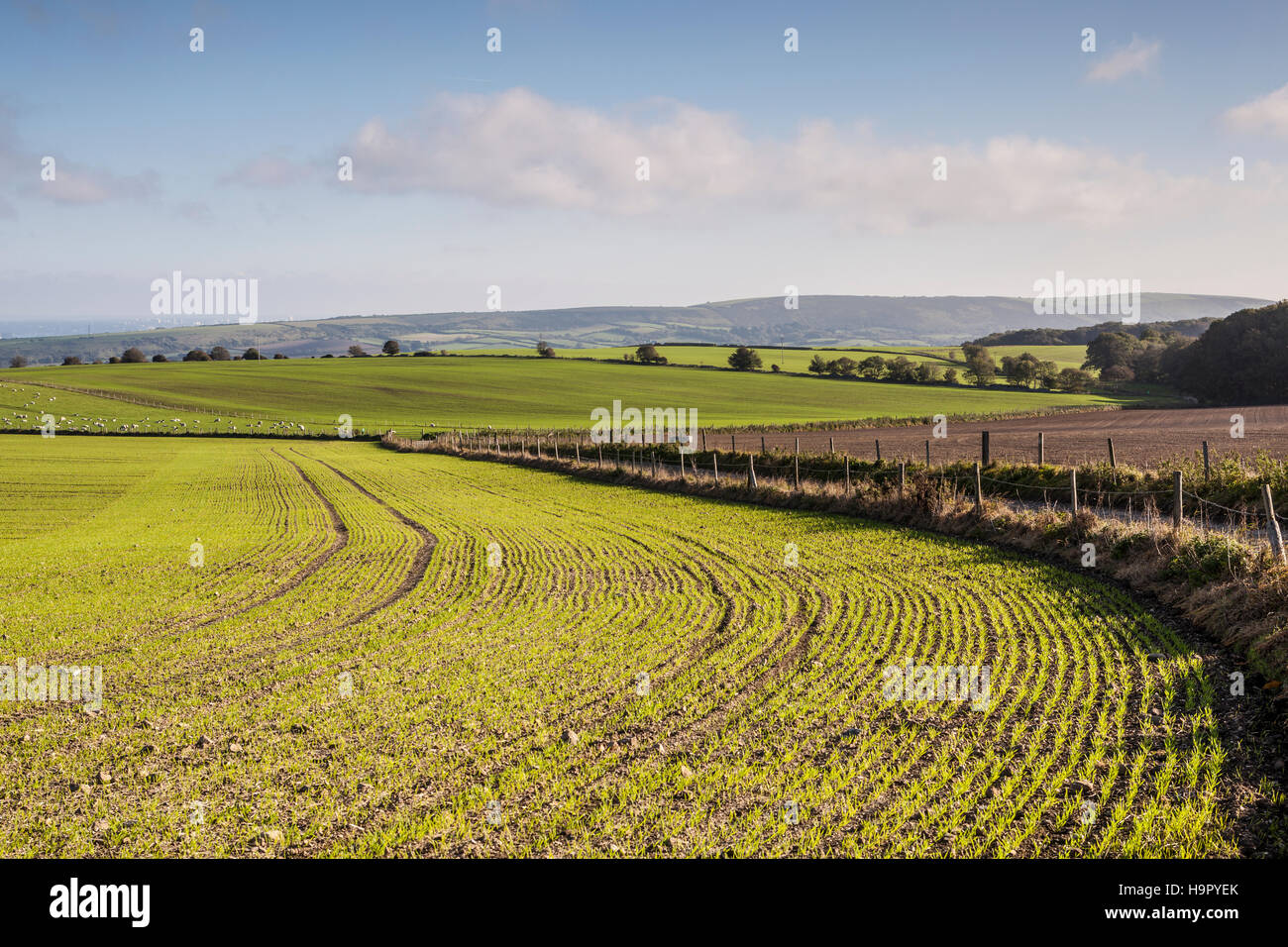 Agricultural land in Dorset, England Stock Photo Alamy