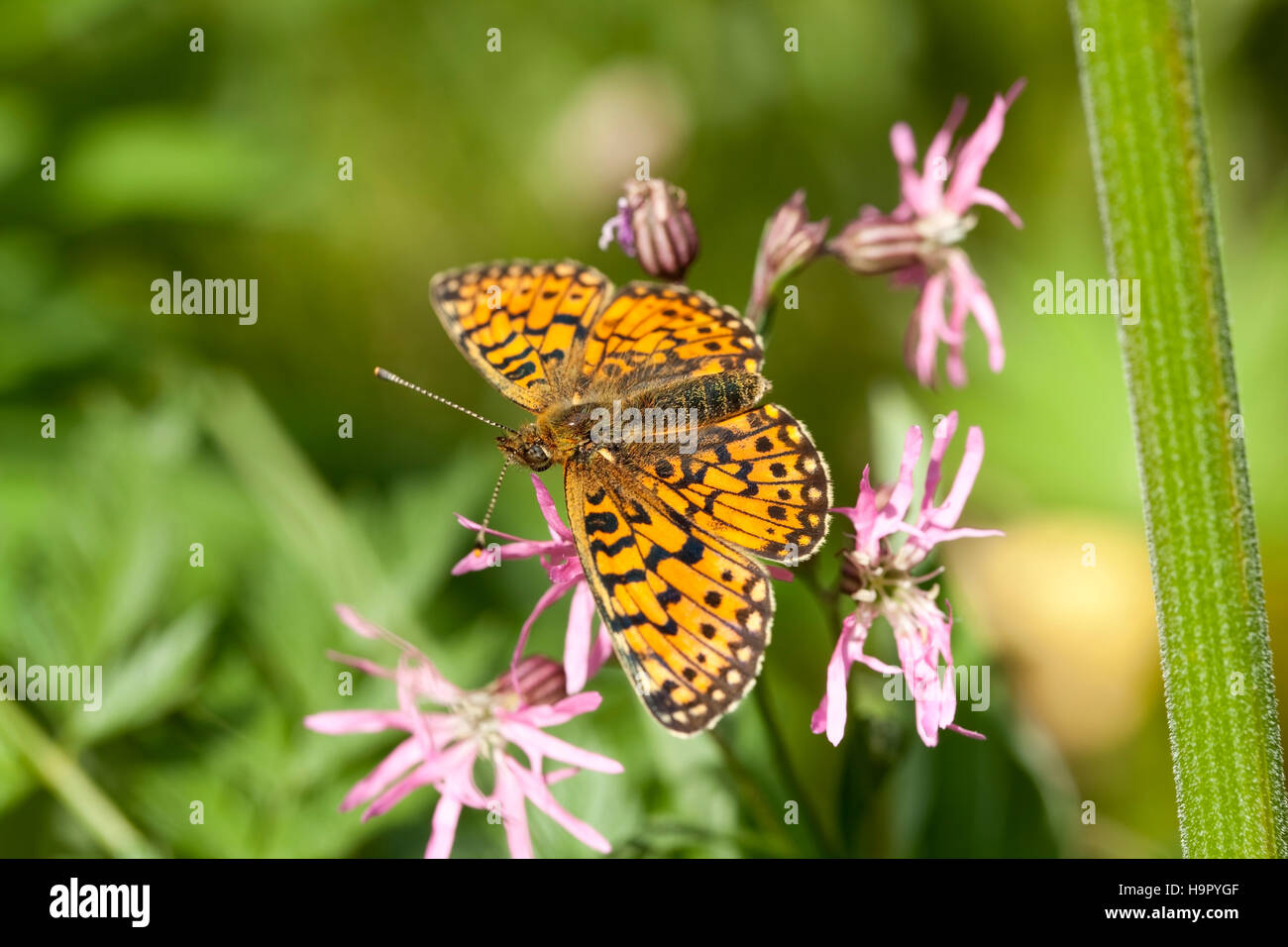 yellow butterfly sit on pink flower on meadow Stock Photo