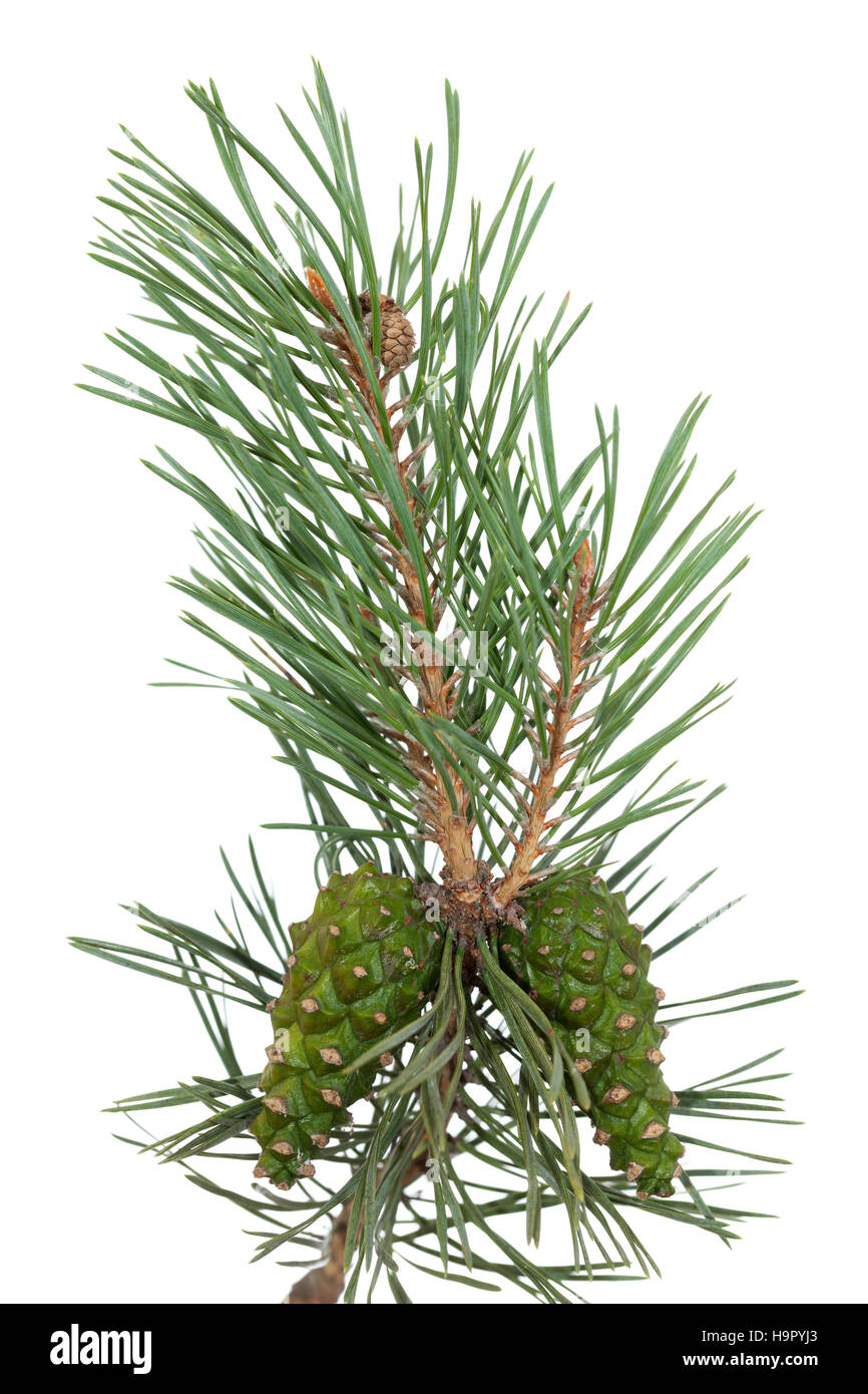 pine tree branch and cones on white background Stock Photo