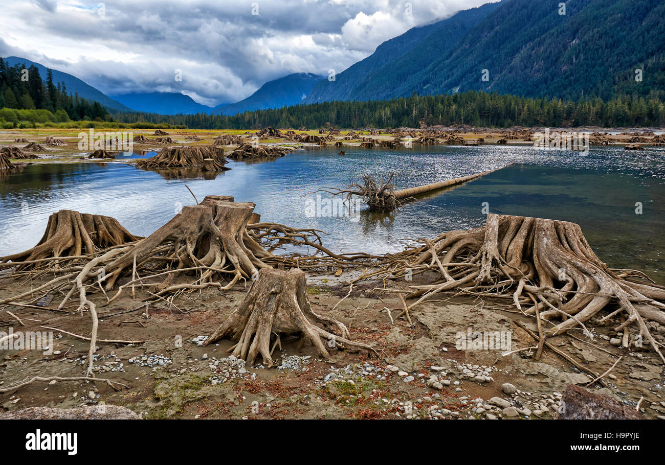 tree roots in Buttle Lake of Strathcona Provincial Park, Vancouver Island, British Columbia, Canada Stock Photo