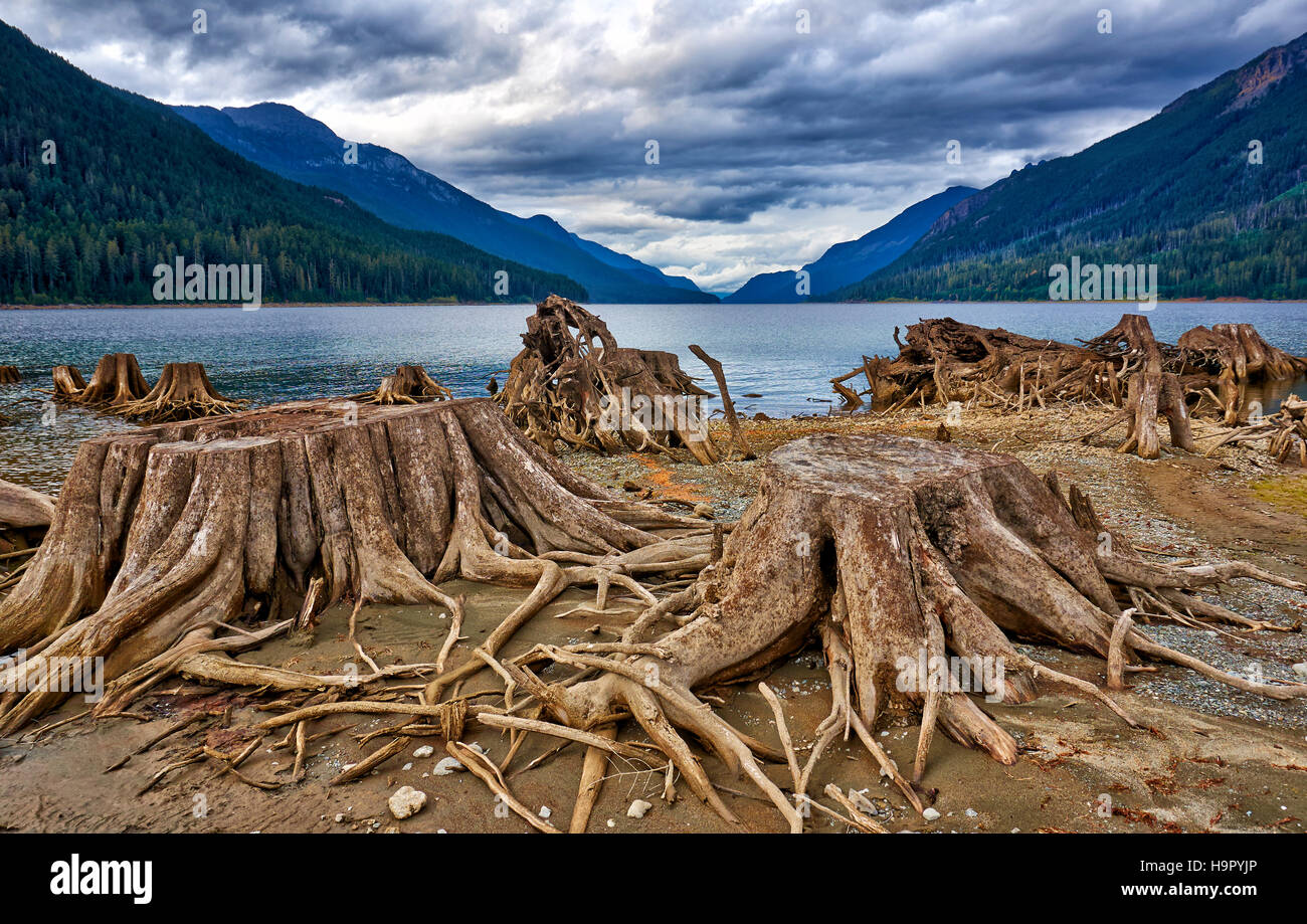 tree roots in Buttle Lake of Strathcona Provincial Park, Vancouver Island, British Columbia, Canada Stock Photo