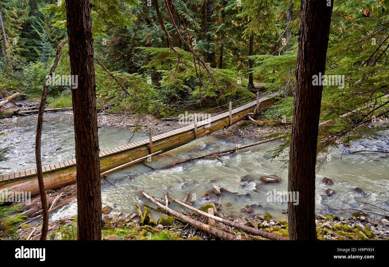 tree bridge in forest of Birkenhead Lake Provincial Park, British Columbia, Canada Stock Photo