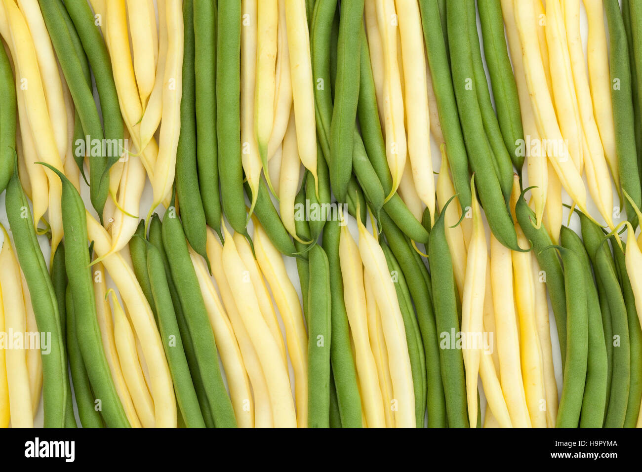 fresh green and yellow bean a arranged vertically Stock Photo