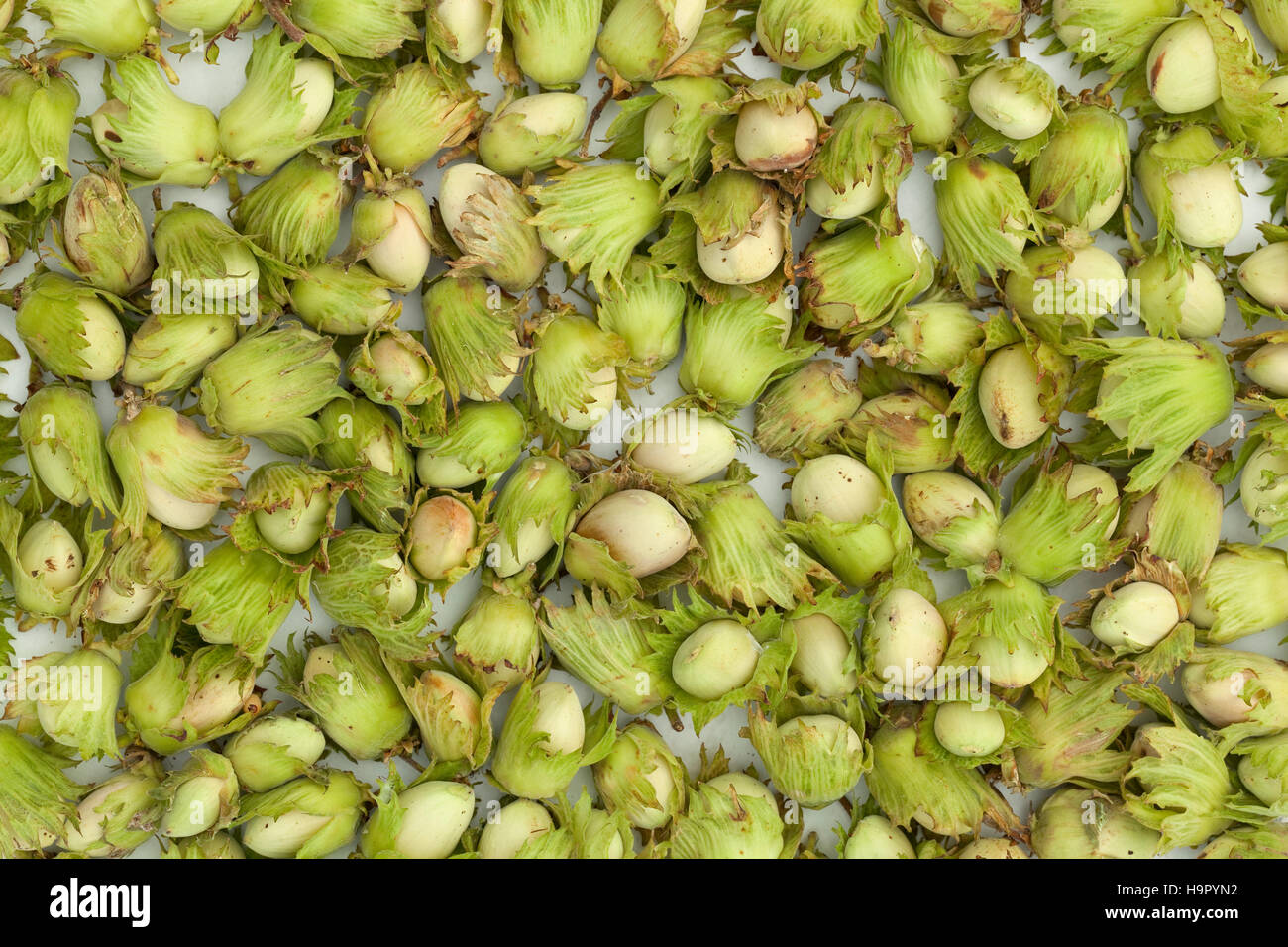 unripe green hazelnuts lies on white table Stock Photo