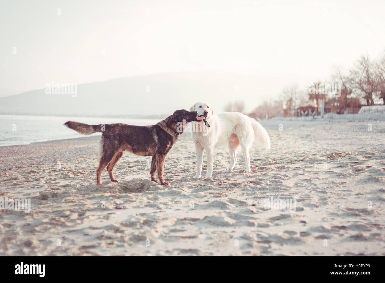 Do Dogs Need To Play With Other Dogs