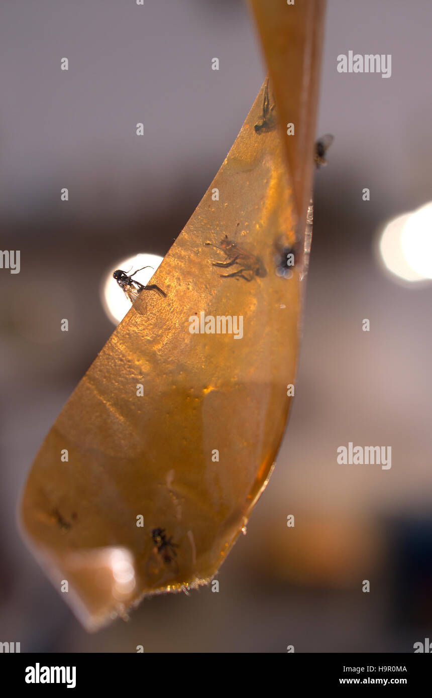 Flies stuck on fly tape trap Stock Photo Alamy