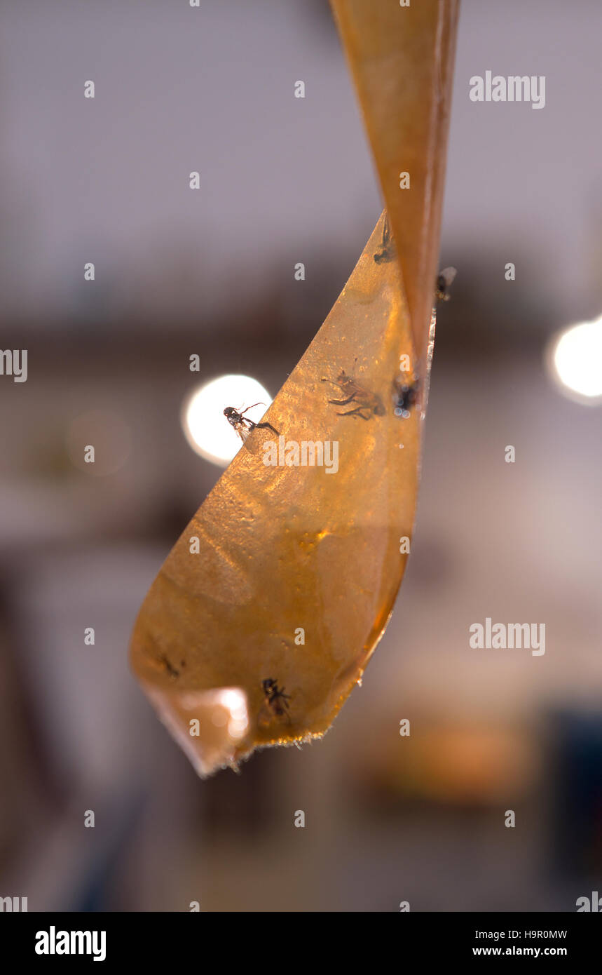 Flies stuck on fly tape trap Stock Photo Alamy