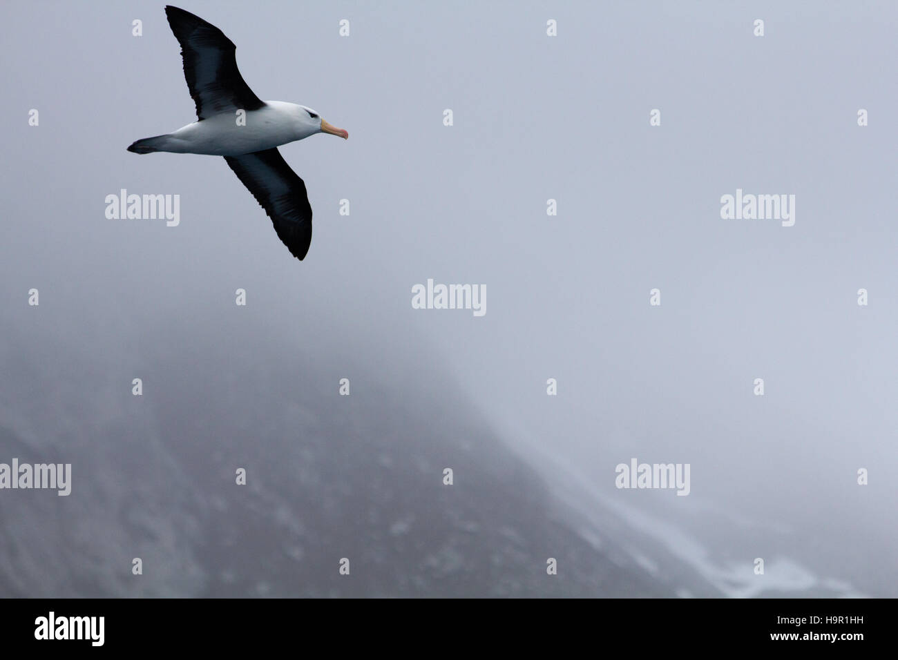 Black-browed Albatross flying by South Georgia Island Stock Photo
