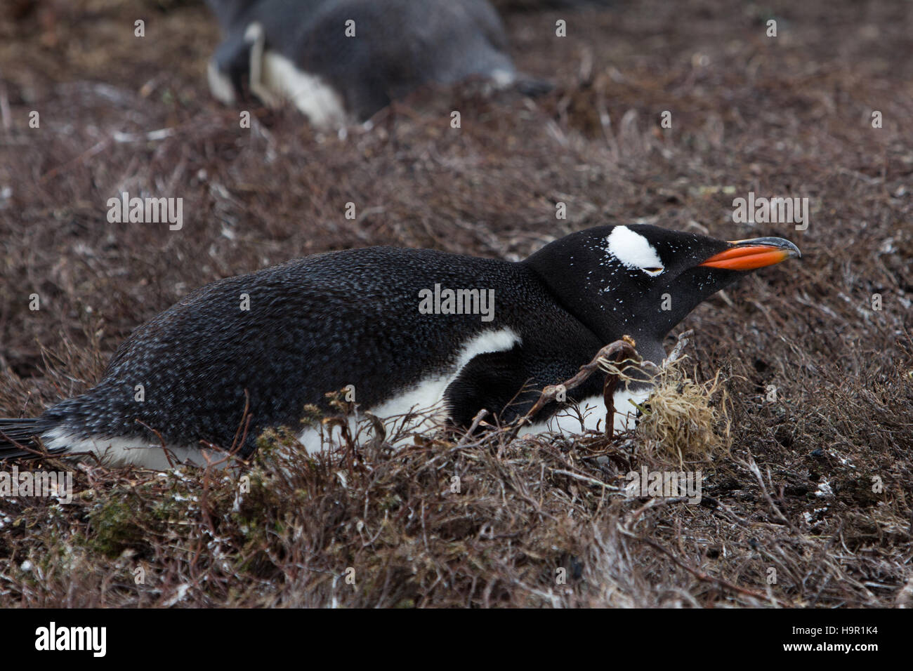 Gentoo penguin nesting on Carcass Island in the Falkland Islands Stock Photo