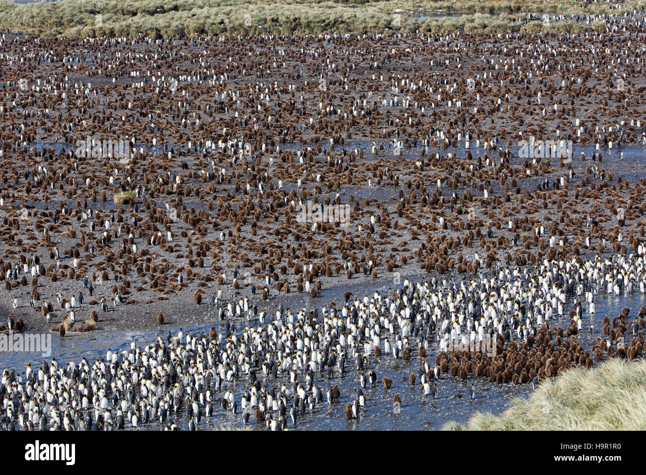 View of colony of young and adult king penguins at Salisbury Plain, South Georgia Stock Photo