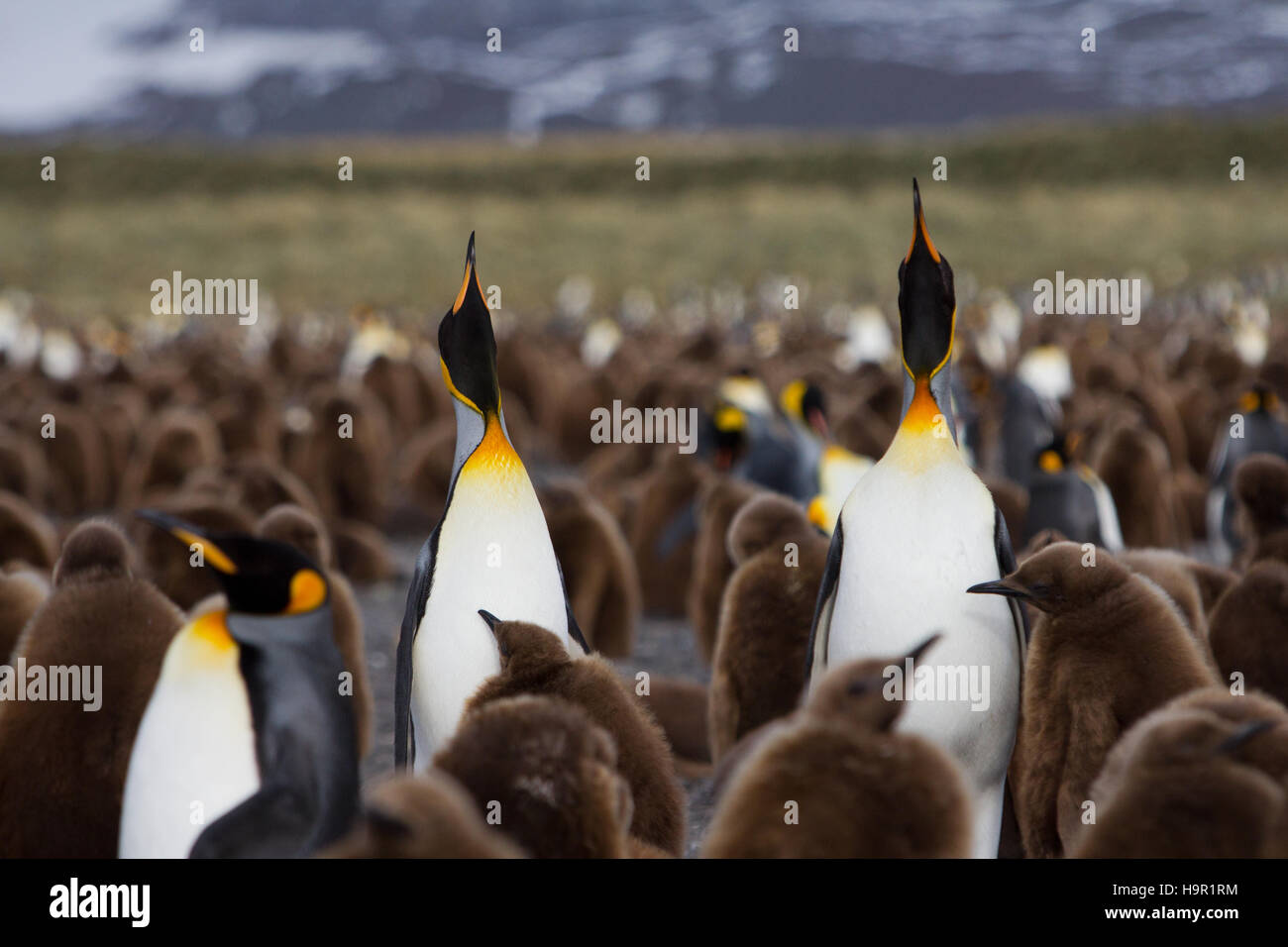King penguin colony at South Georgia Island Stock Photo