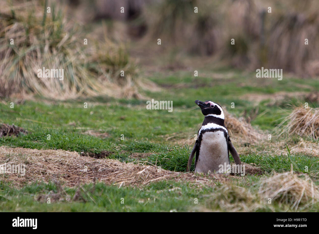 Magellanic Penguins nesting on Carcass Island in the Falkland islands Stock Photo