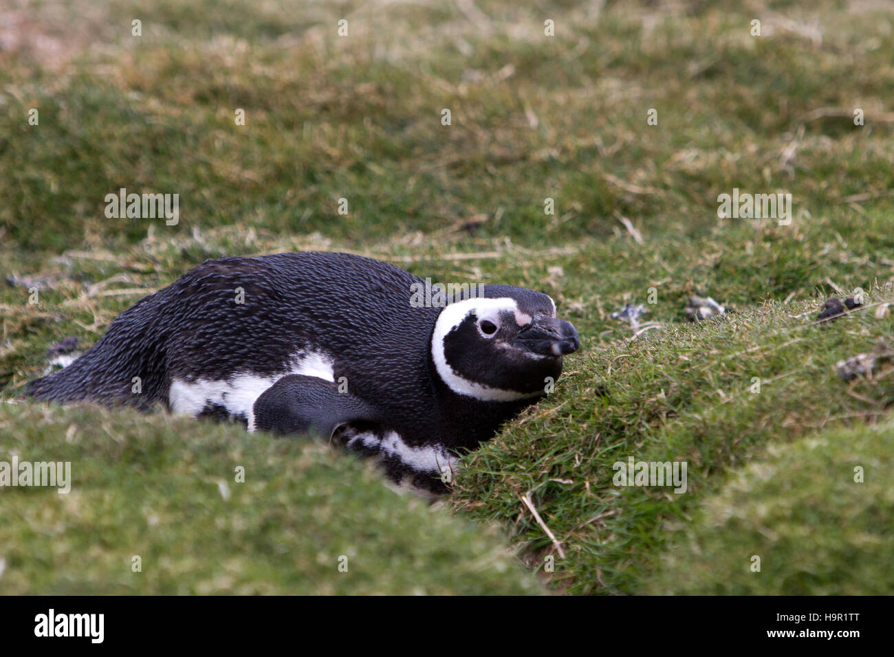 Nesting Magellanic Penguin on Carcass Island in the Falkland islands Stock Photo