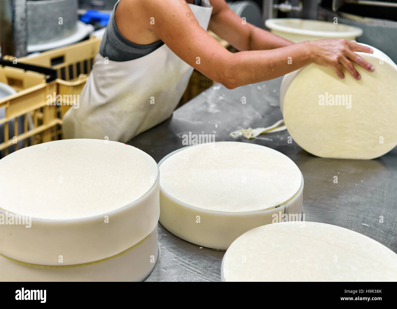 Cheese maker putting young Gruyere de Comte Cheese into the forms at