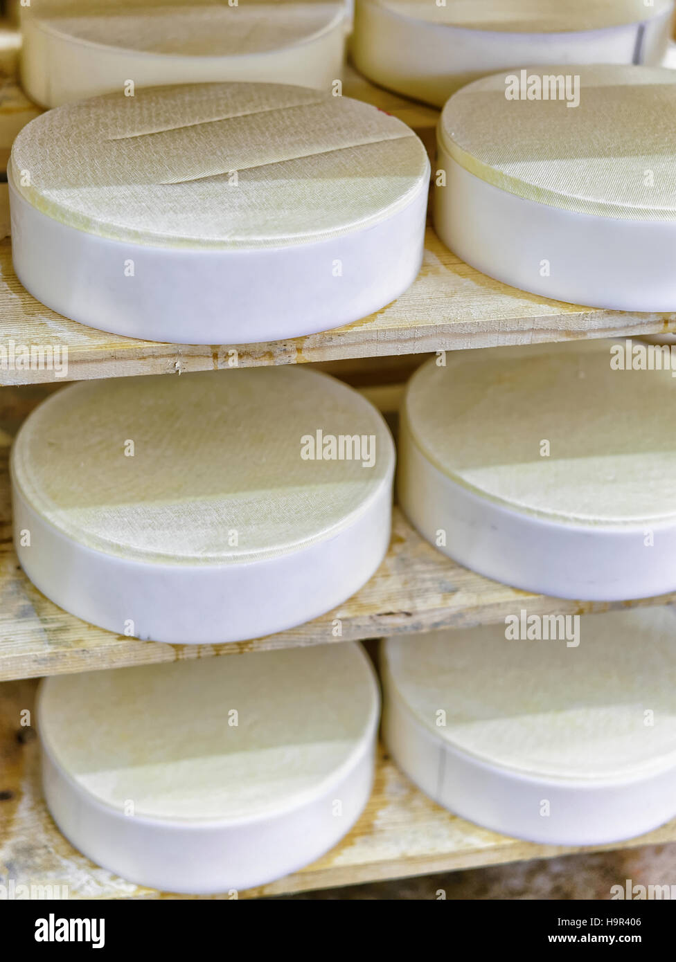 Shelf of young Gruyere de Comte Cheese in ripening cellar in Franche