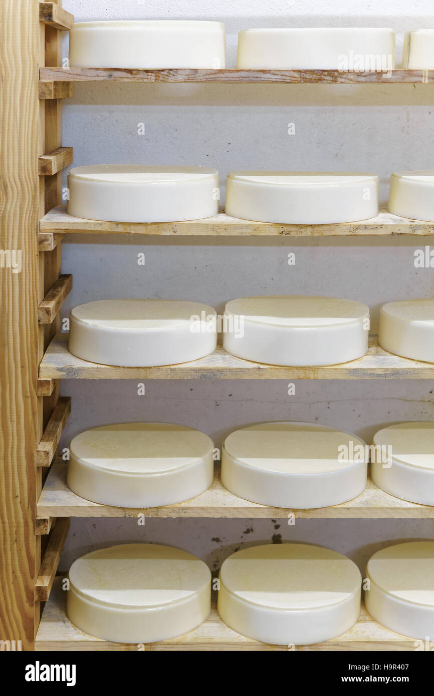 Shelf of young Gruyere de Comte Cheese in maturing cellar of Franche