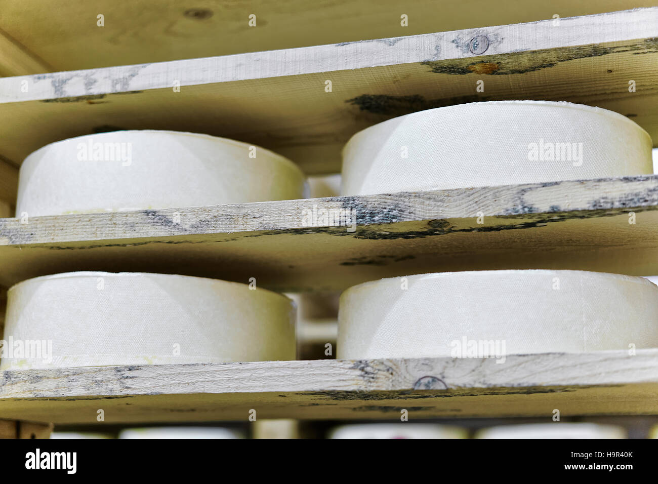 Shelf of young Gruyere de Comte Cheese in ripening cellar of Franche